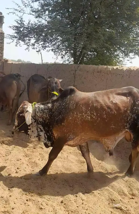 Kheeray Cholstani  Bull  / Wachay  for sale total  10 — photo 9