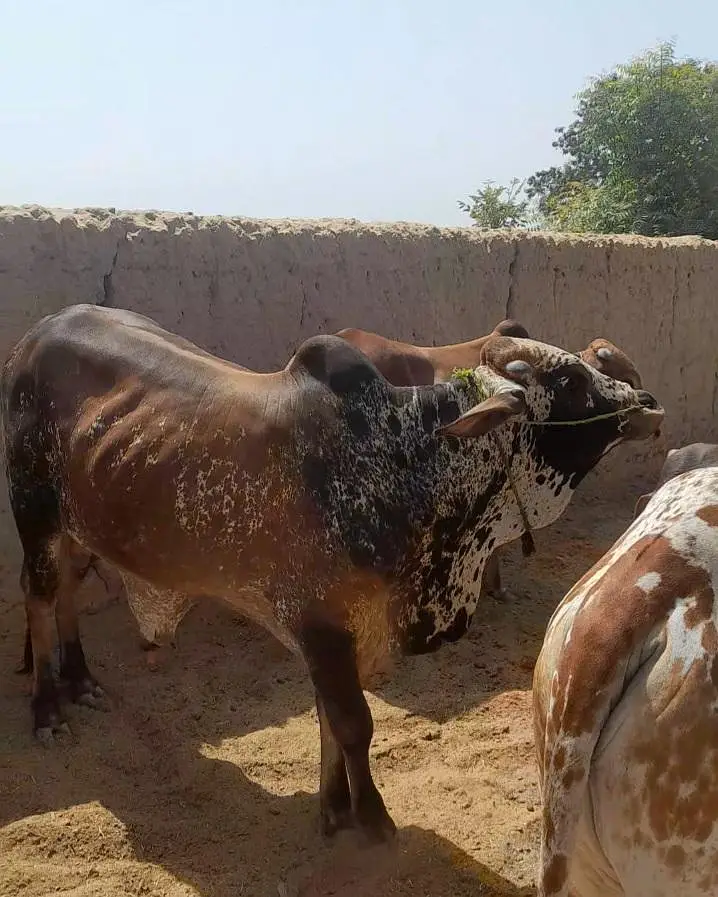 Kheeray Cholstani  Bull  / Wachay  for sale total  10 — photo 10