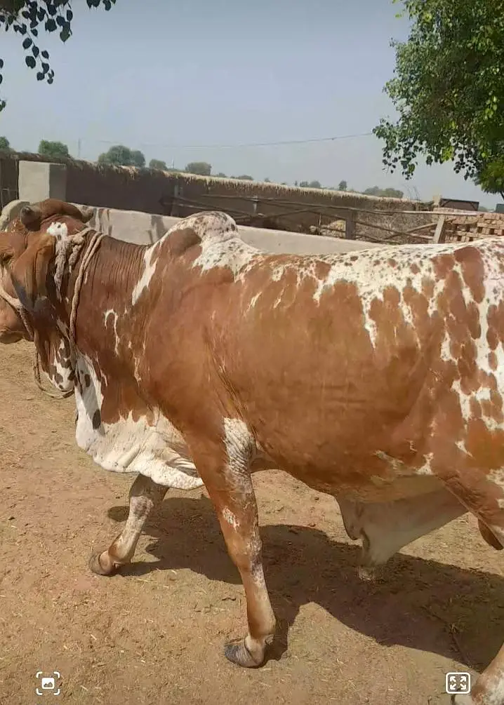 Kheeray Cholstani  Bull  / Wachay  for sale total  10 — photo 11