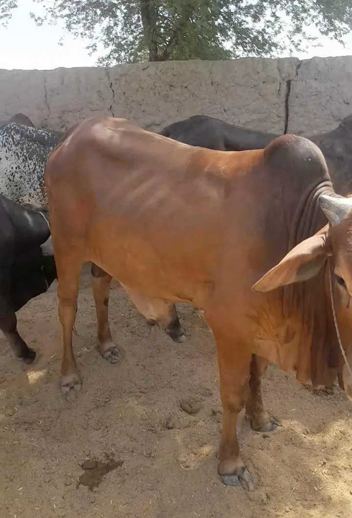 Kheeray Cholstani  Bull  / Wachay  for sale total  10 — photo 12