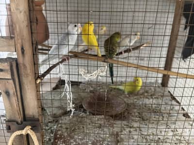 yeelow and white parrots