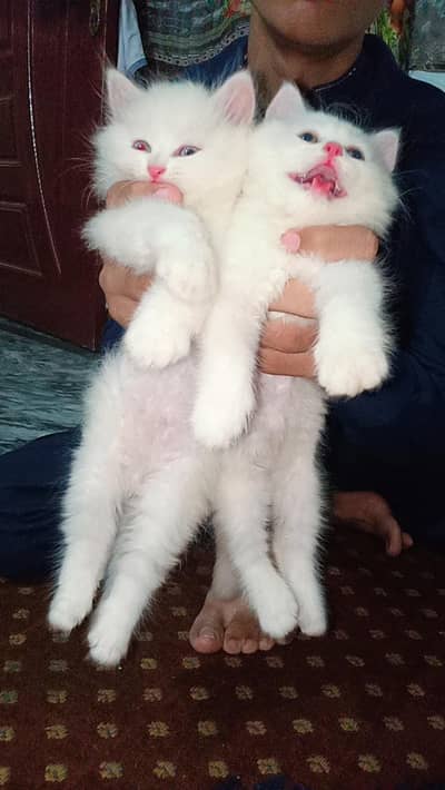Fluffy Persian Female Cats for Sale | One Blue Eyes & One Brown Eyes