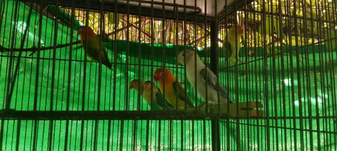 love birds bleeder for sale