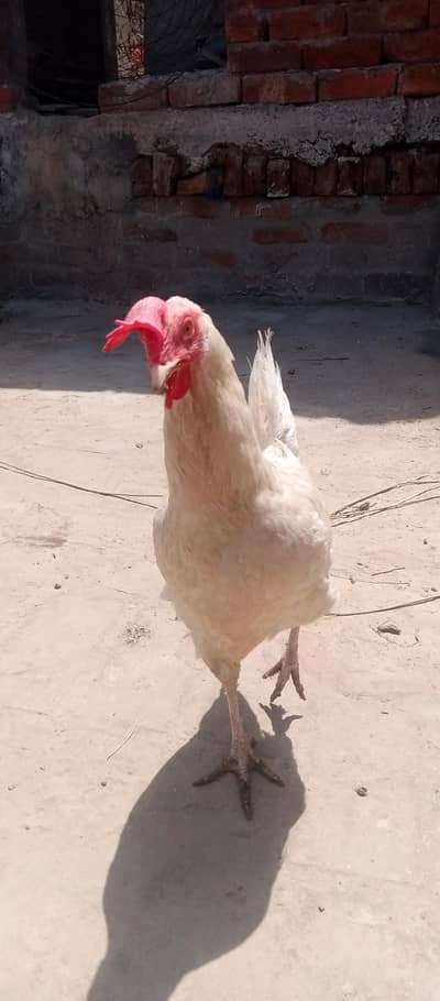 murgya eggs dti hai