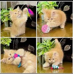 Persian Tripple coated kittens