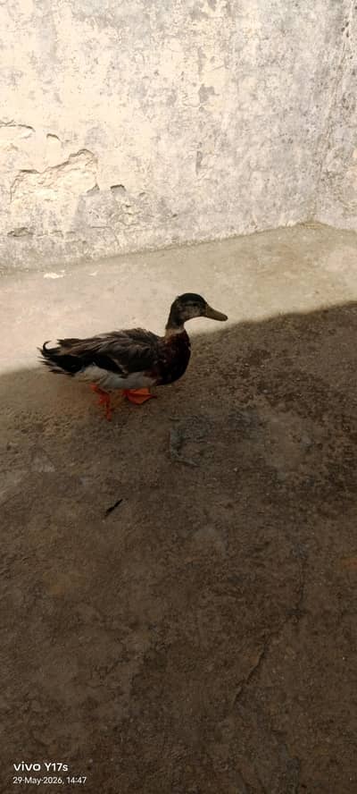 Pair of ducks