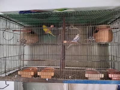 budgies pair for sale