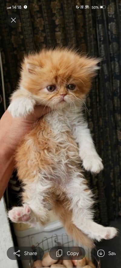 fluffy lovely playful punch face