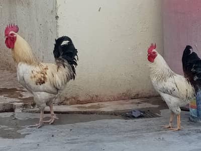 desi murghay for sale,5800 for Whatsapp 03032930326