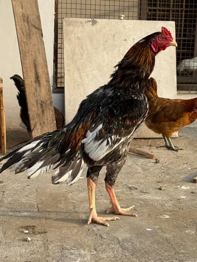 Mianwali Aseel for sale