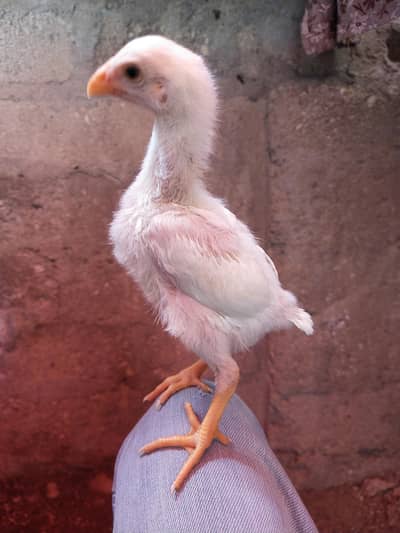 king size german Shamo/Indian parrot beak long tail Tamil nadu