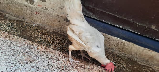 hen for sale