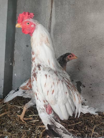 Aseel / Shamo Cross Birds For Sale – Lahore