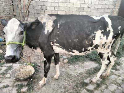 2. tazi soi cow  ha details Whatsapp