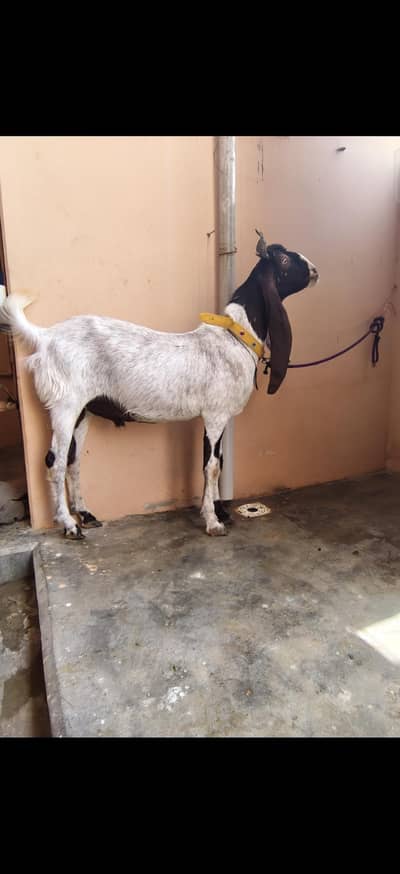 Pateri Nasal Bakra for Sale/Pure Gulabi Bakri for Sale