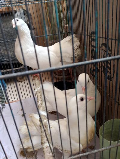 3 kabotar, 1 pair 1 their baby