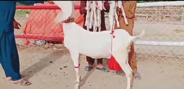 3 Bacchon Ka Sath Rajanpuri Bakri For Sale/ 03102729869