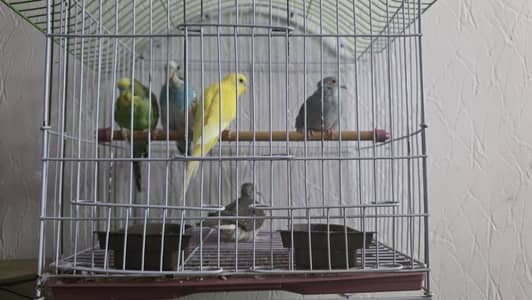 birds bundle