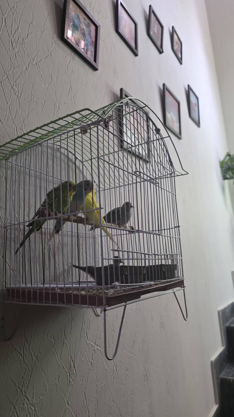 birds bundle 1