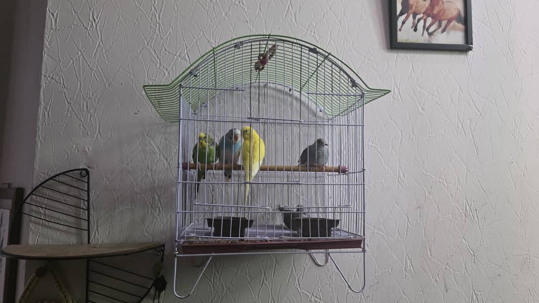 birds bundle 2