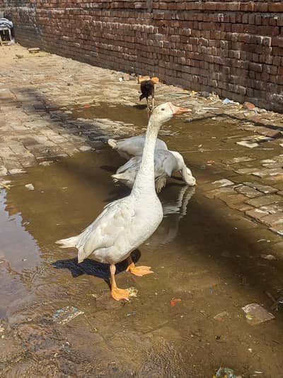 long neck ducks