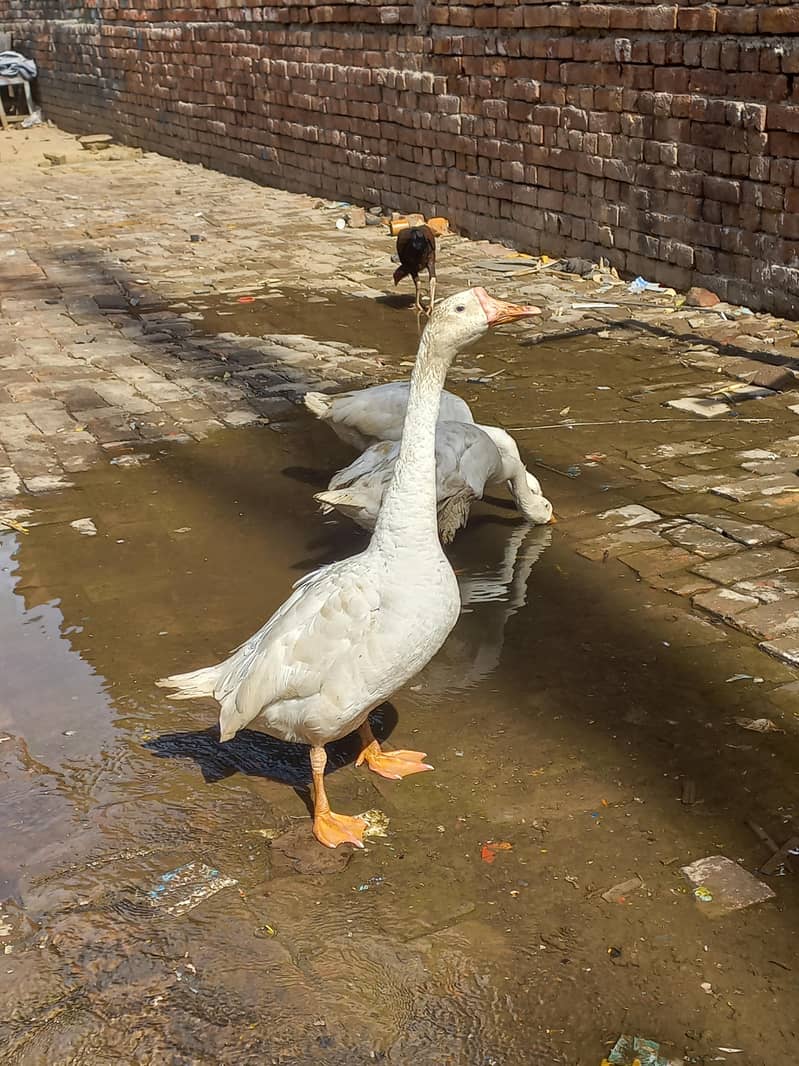 long neck ducks 0