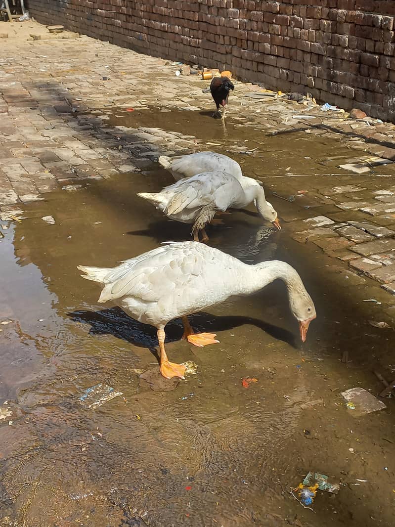 long neck ducks 1