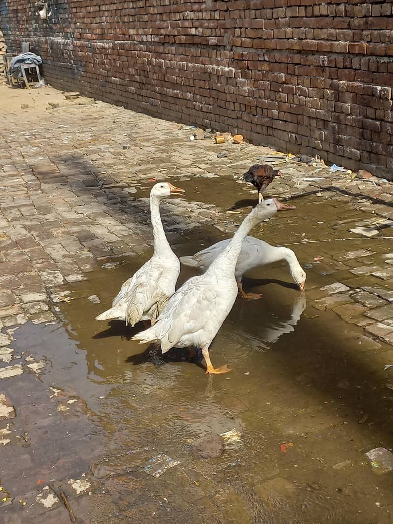 long neck ducks 2
