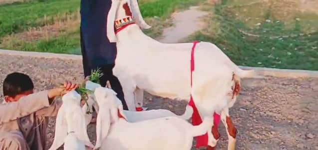 3 Bacchon Ka Sath Desi Bakri For Sale/ 03102729869
