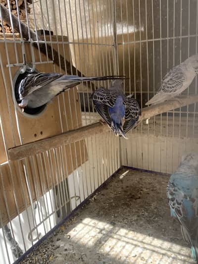 LoveBirds & Single Flower Hogoromo