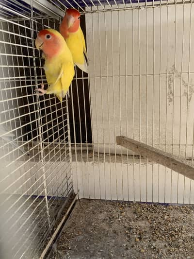 LoveBirds With Chick