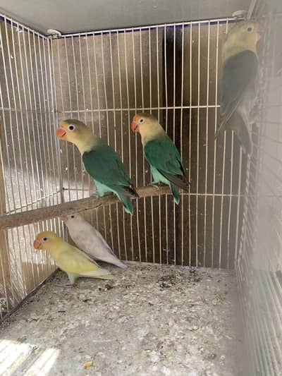 LoveBirds With Chick