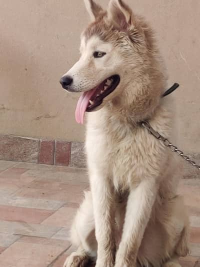 Siberian husky