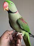 Male raw parrot
