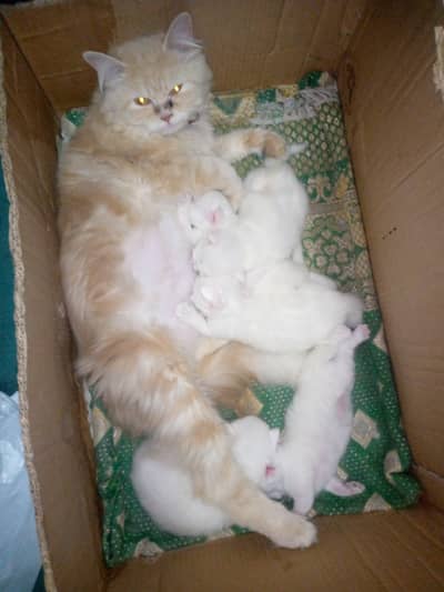 Breeder cat available