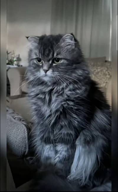 Pure Beautiful Persian kittens