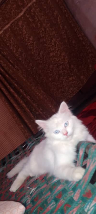 Persian cat for sale