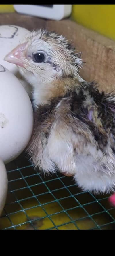 indian parrot beak long tail chicks / blue shamo chicks