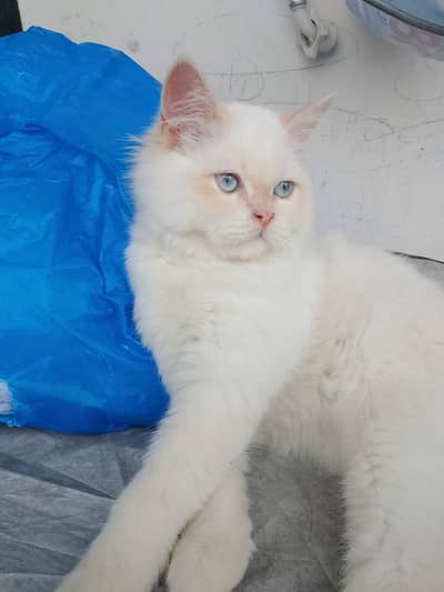 Persian cat