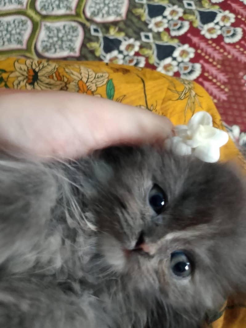 Persian cat 2