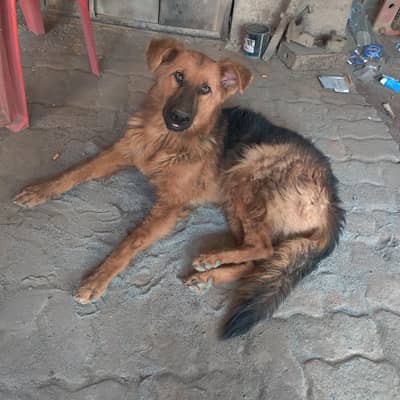jerman shepherd double koot