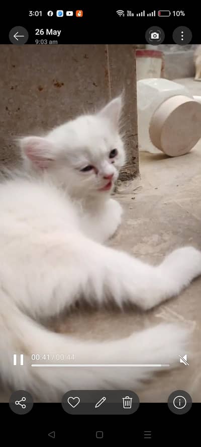 kitten
