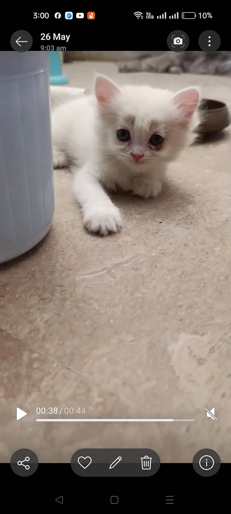 kitten 1