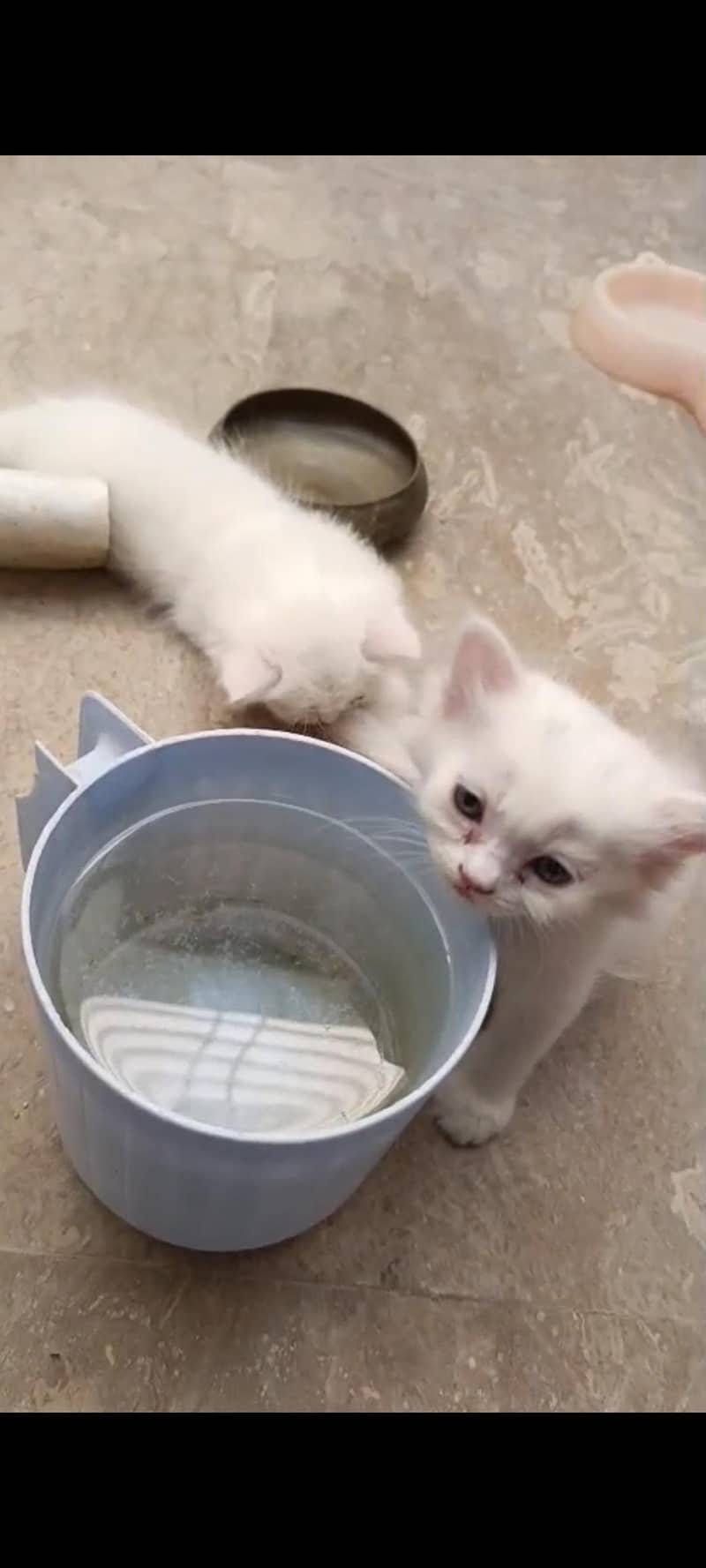 kitten 2