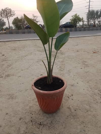 we have all indoor outdoor plant order us in Lahore