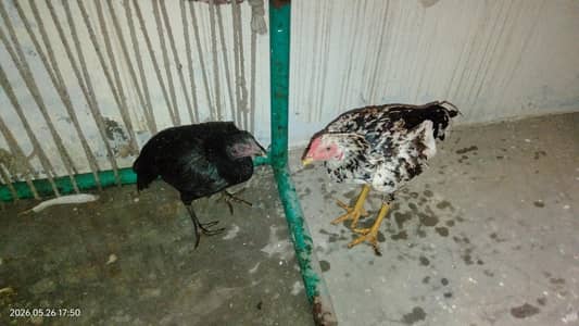 Pure Aseel young chicken pair