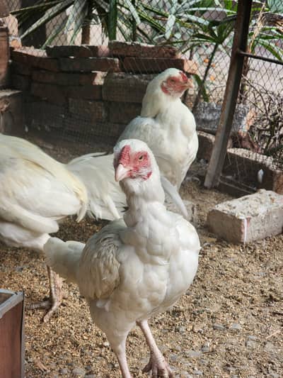 Aseel Heera Chicks