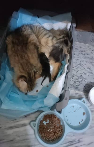 Adorable Cat Looking for New Home