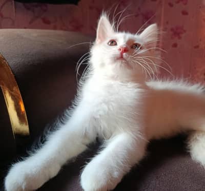 03140139358 contact Whatsapp Persian kitten doll face double coat