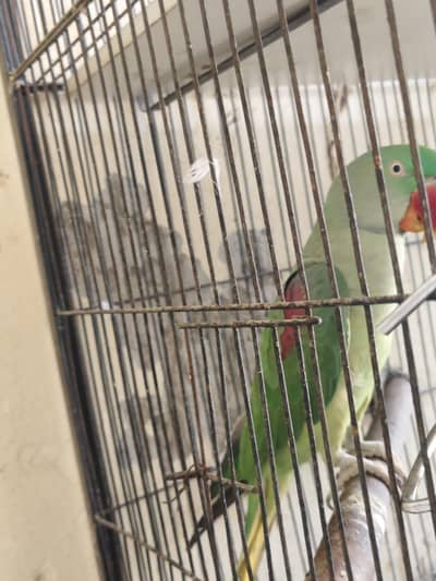 Raw female ready to breed